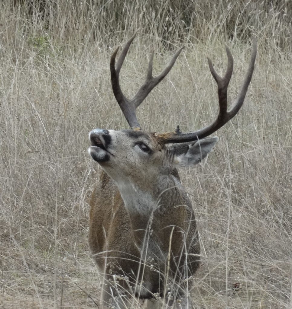 A photogenic four-point Buck. – Mendonoma Sightings