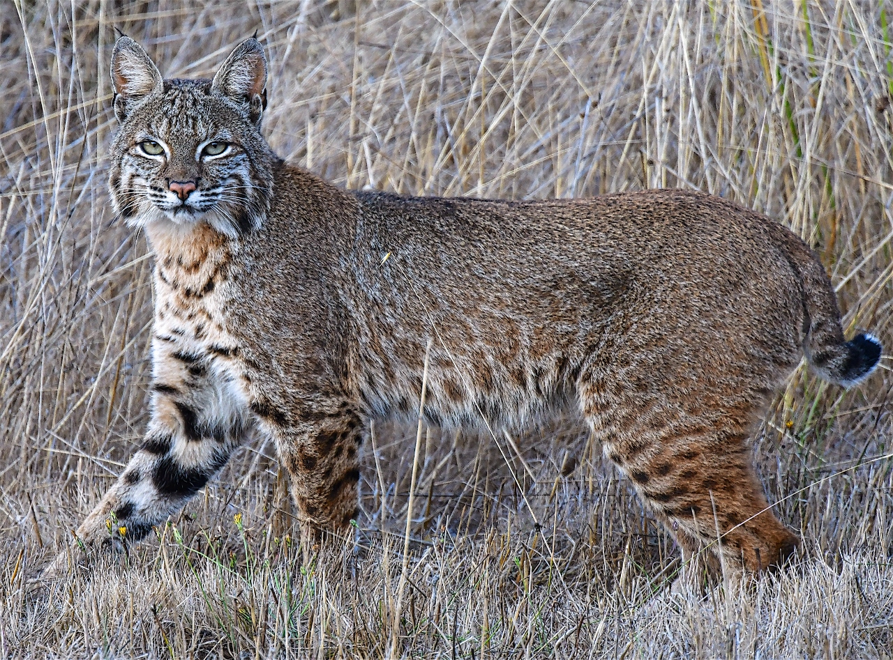 A Handsome Bobcat Mendonoma Sightings