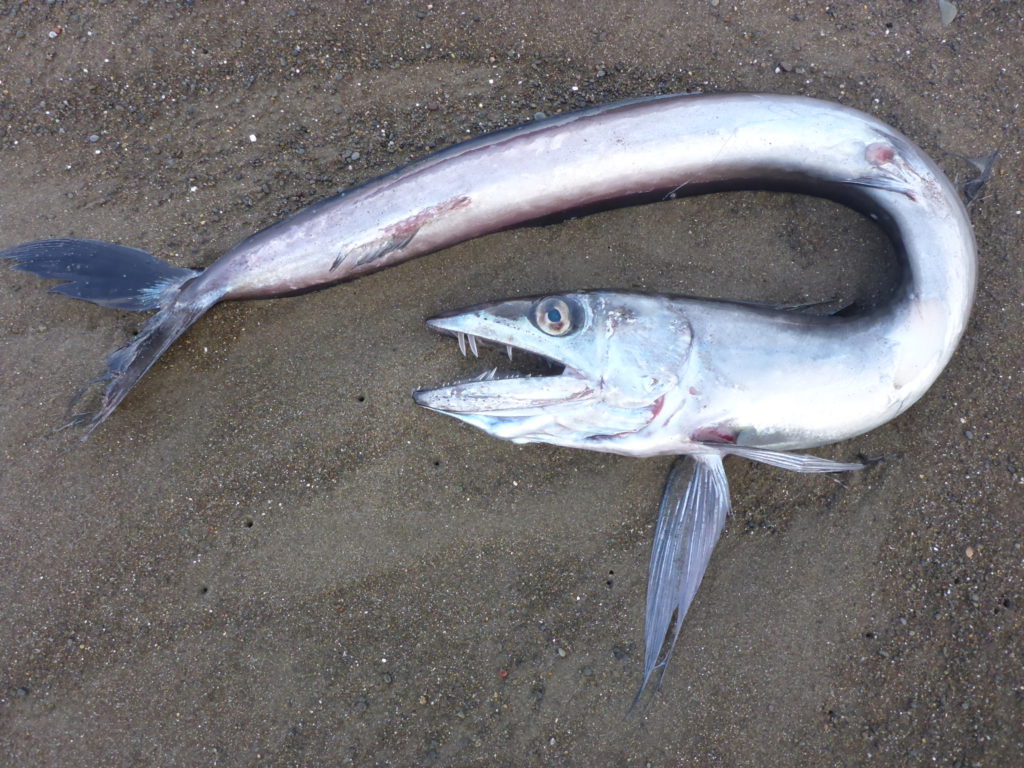 Long-nosed Lancetfish – Mendonoma Sightings