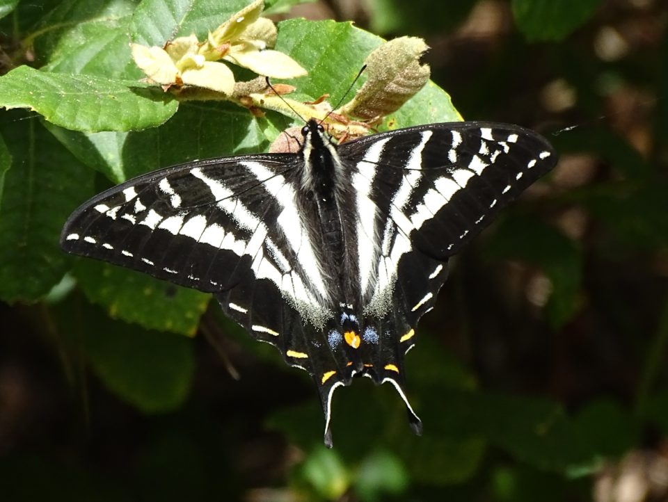 Butterflies are gracing us with their presence now. – Mendonoma Sightings