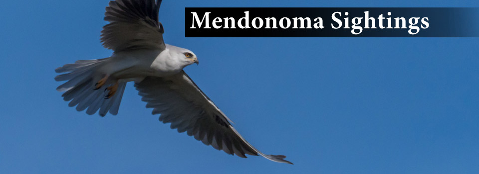 Mendonoma Sightings