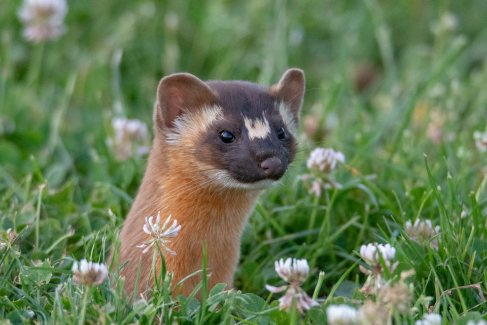 long tailed weasel long tailed weasel