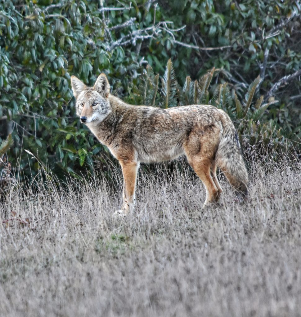 Coyotes Mendonoma Sightings