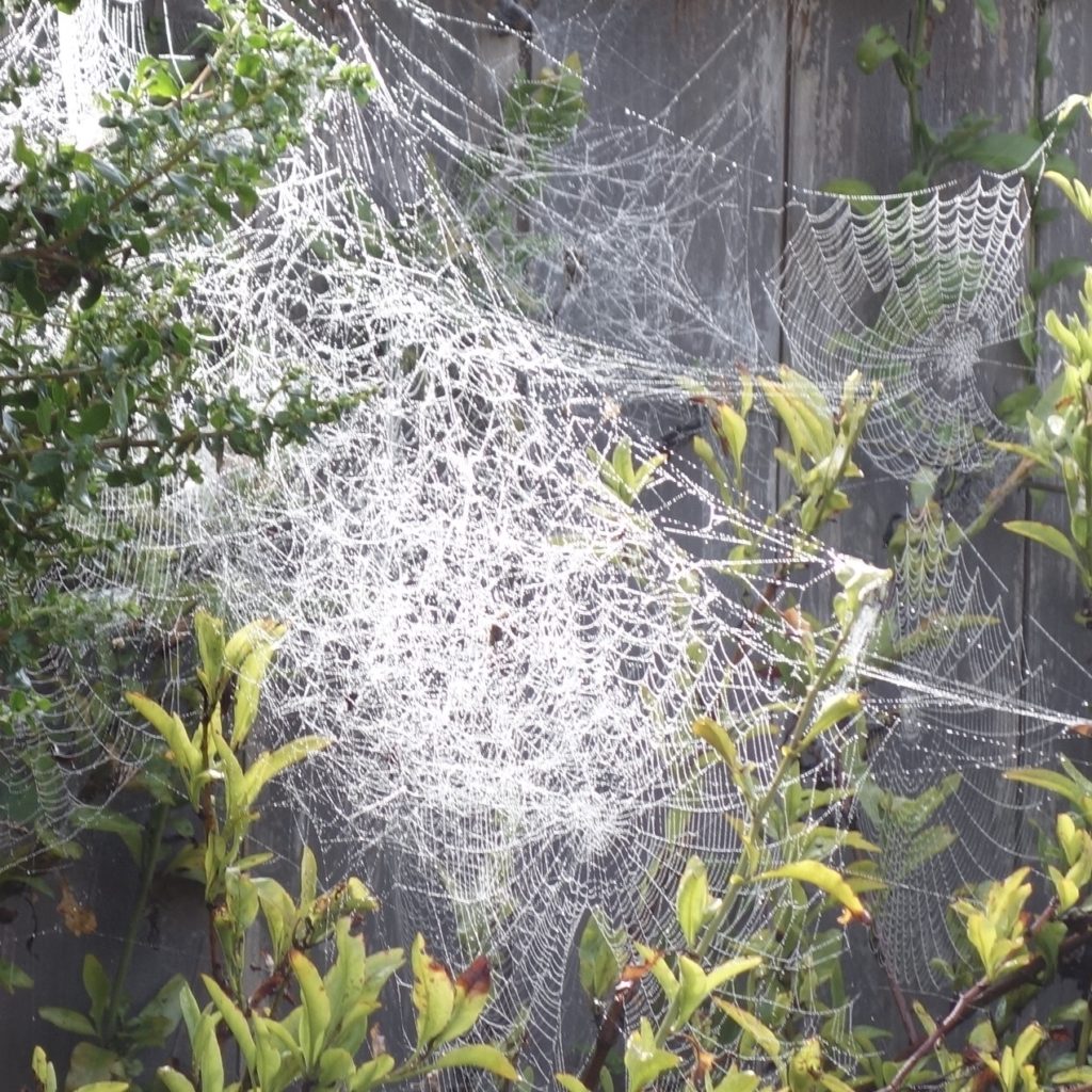 Spiderwebs mendonoma sightings