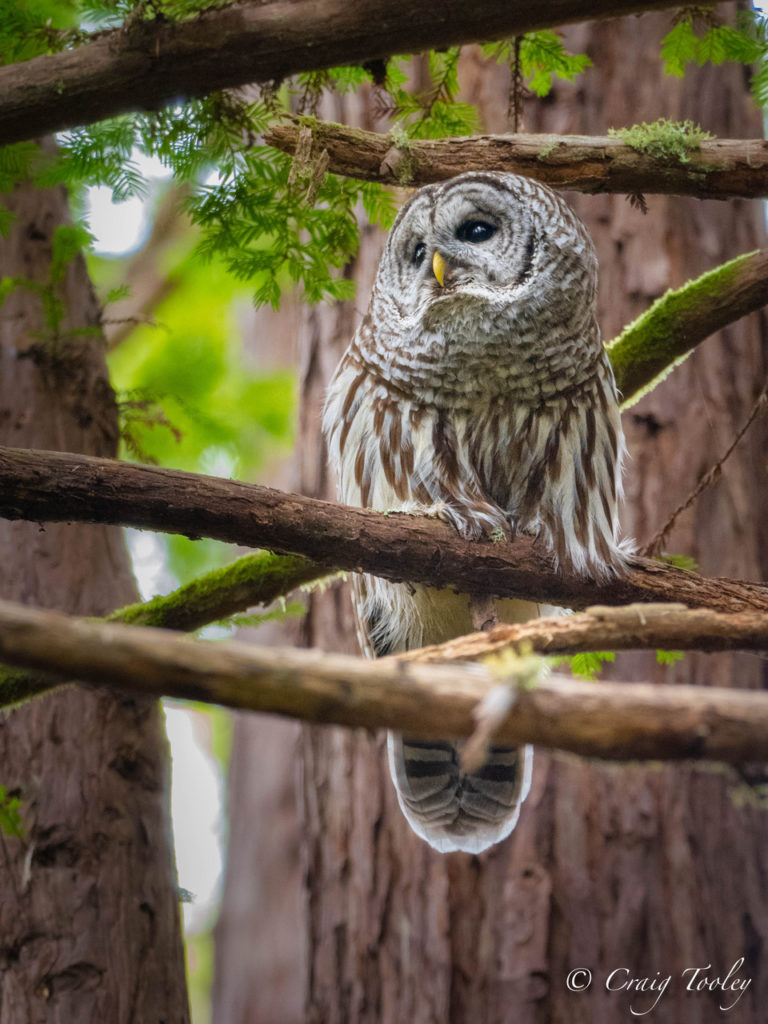 A Barred Owl, as photographed by Craig Tooley – Mendonoma Sightings