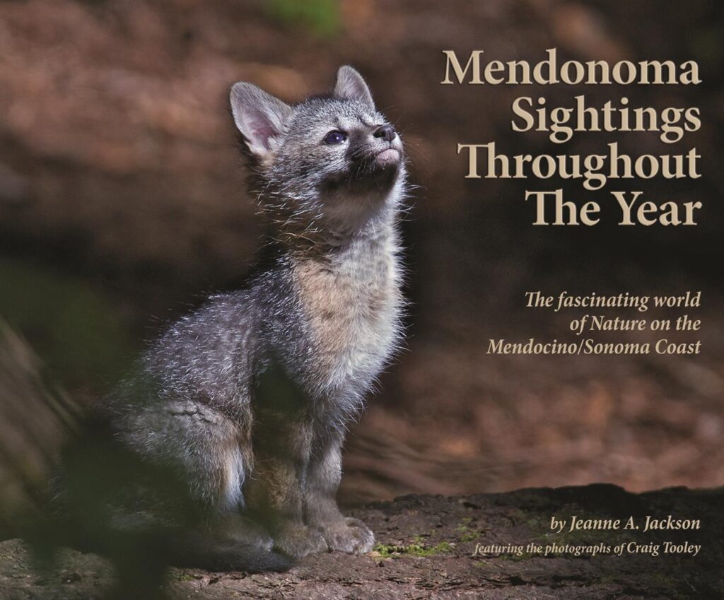 Gray Fox Kits Mendonoma Sightings