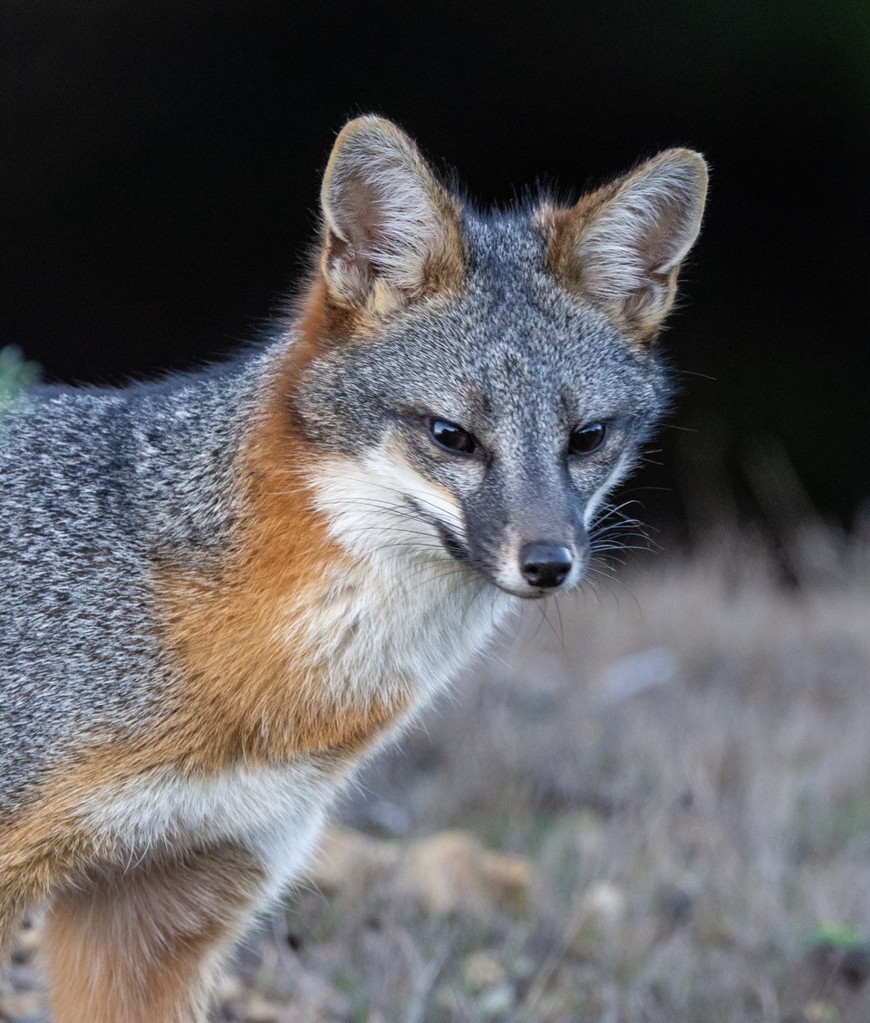 Say Hello To This Gray Fox As Photographed By Mike Reinhart