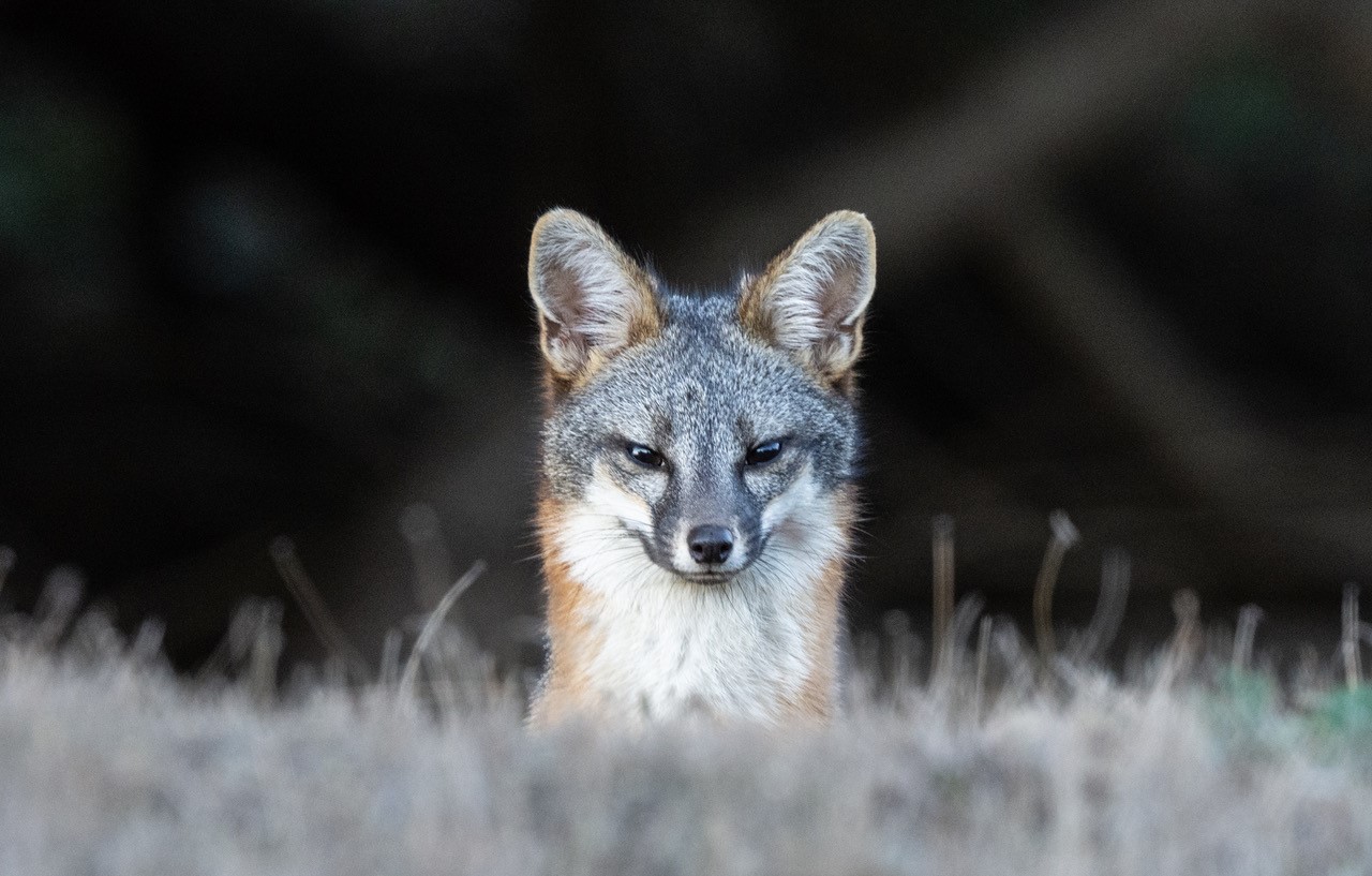 Say Hello To This Gray Fox As Photographed By Mike Reinhart