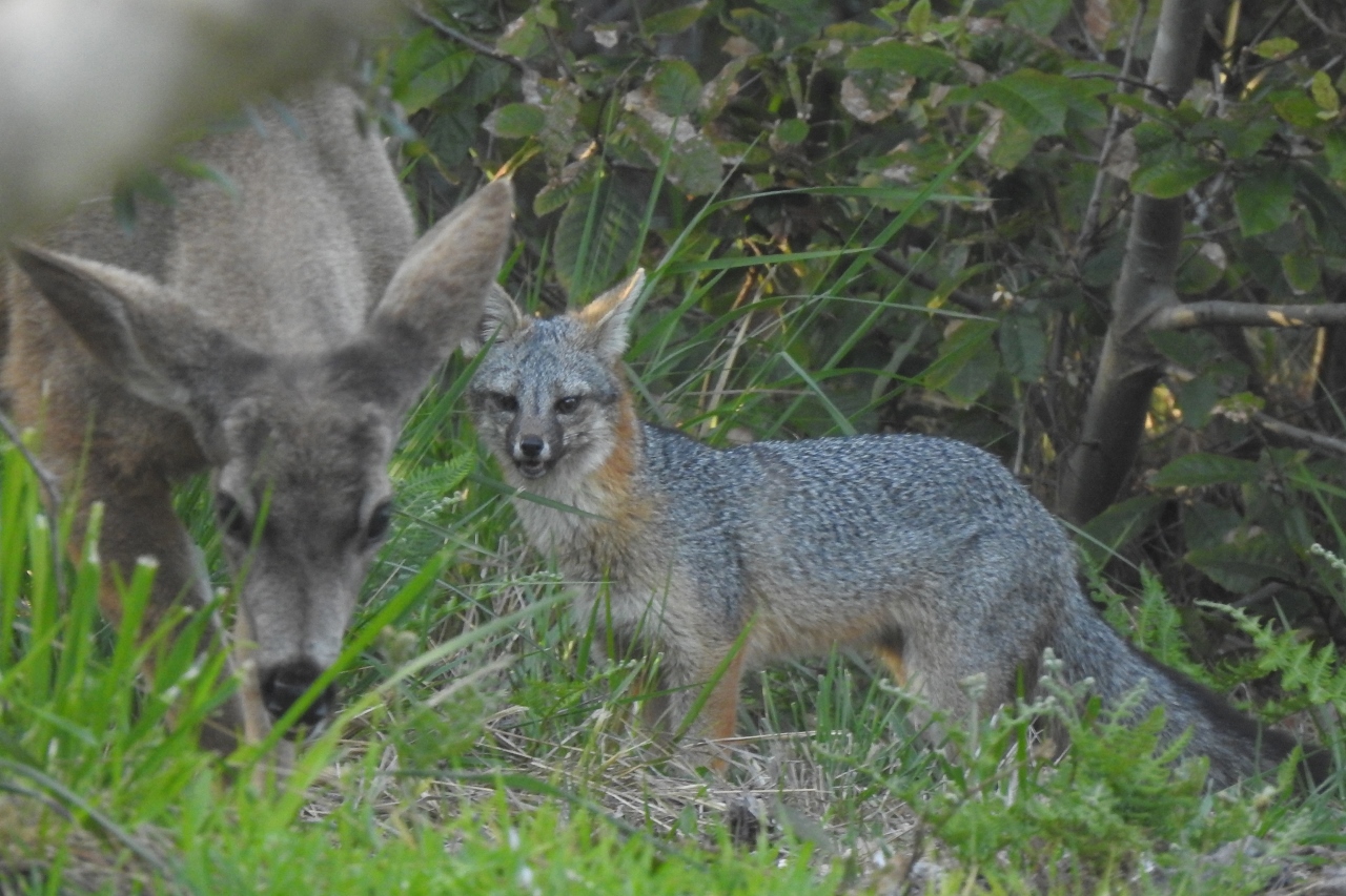 A Peace On Earth Moment A Doe And A Gray Fox As Photographed By Eric