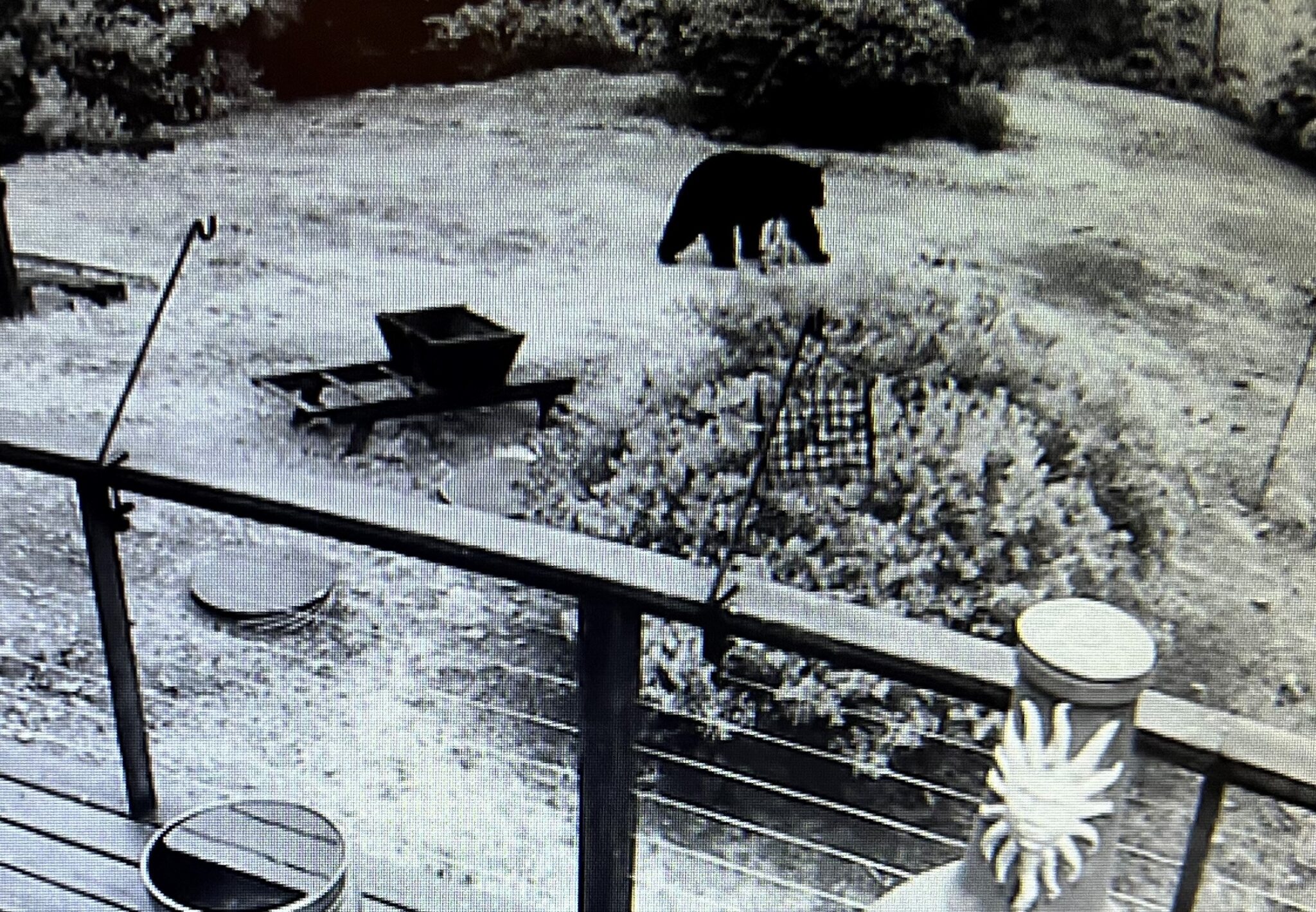 Mendonoma Sightings – Page 4 – Nature sightings on the Sonoma/Mendocino ...