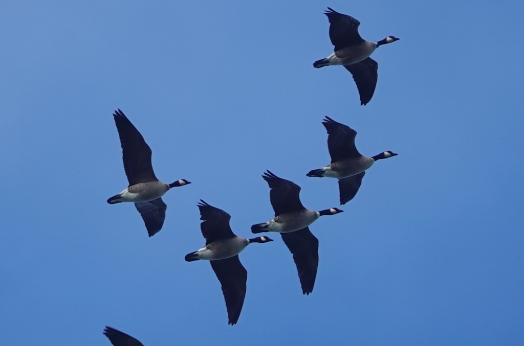 Mendonoma Sightings – Page 4 – Nature sightings on the Sonoma/Mendocino ...